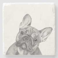 Französische Bulldogge