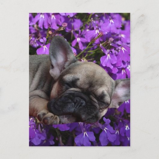 Französische Bulldogge süßer Welpe French Bulldog Postkarte (Vorderseite)