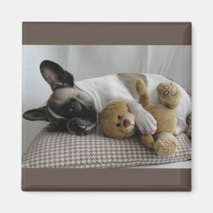 Französische Bulldogge Teddy French Bulldog Magnet