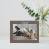 Französische Bulldogge Teddy French Bulldog Postkarte (Stehend Vorderseite)