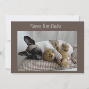 Französische Bulldogge Teddy French Bulldog Save The Date