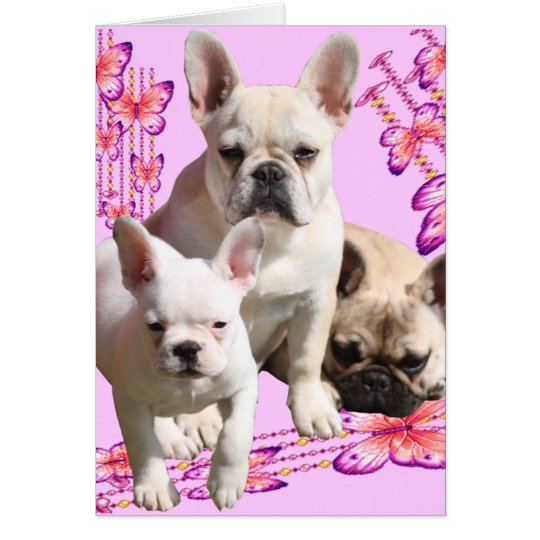 Französische Bulldogge Trio Grußkarten