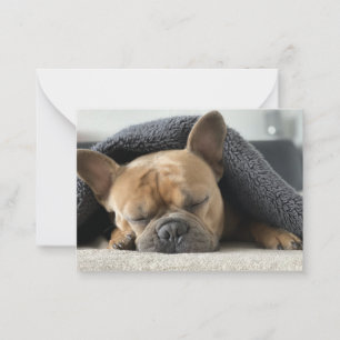 französische Bulldogge unter der Decke  Mitteilungskarte