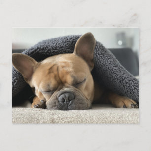 Französische Bulldogge unter der Decke Postkarte