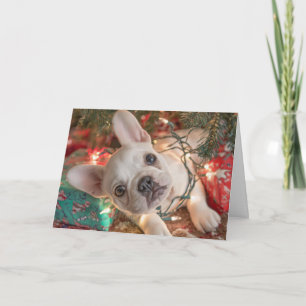 Französische Bulldogge Weihnachtskarte – Welpe in  Karte