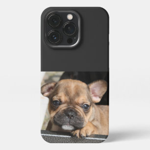 Französische Bulldogge Welpe French Bulldog iPhone 13 Pro Hülle