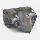 Französische Bulldogge Welpe French Bulldog Krawatte (Gerollt)