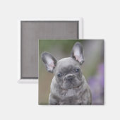 Französische Bulldogge Welpe French Bulldog Magnet (Vorderseite/Rückseite)