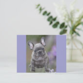 Französische Bulldogge Welpe French Bulldog Postkarte (Stehend Vorderseite)