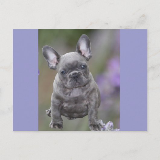 Französische Bulldogge Welpe French Bulldog Postkarte (Vorderseite)