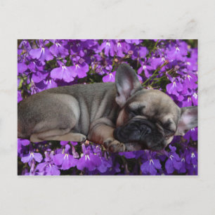 Französische Bulldogge Welpe French Bulldog Postkarte