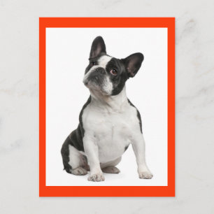 Französische Bulldogge Welpen-Hund Postkarte
