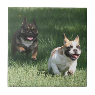 Französische Bulldogge Wettrennen French Bulldog Fliese