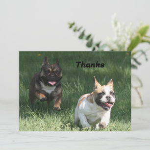 Französische Bulldogge Wettrennen French Bulldog Save The Date