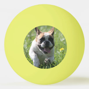 Französische Bulldogge Wettrennen French Bulldog Tischtennisball