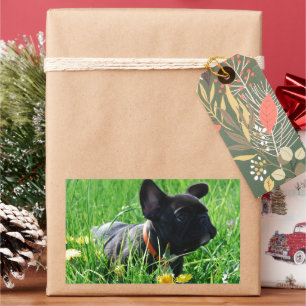 Französische Bulldogge Wiese French Bulldog Rechteckiger Aufkleber