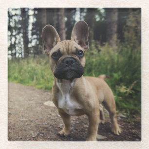 Französische Bulldogge Wurfkissen Glasuntersetzer