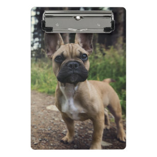 Französische Bulldogge Wurfkissen Mini Klemmbrett