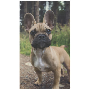 Französische Bulldogge Wurfkissen Tischdecke