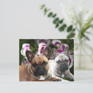 Französische Bulldogge zwei Freunde French Bulldog Einladung