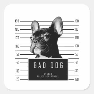 Französische Bulldoggemugshot-Shirt Quadratischer Aufkleber