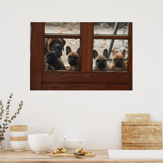 Französische Bulldoggen Fenster FrenchvBulldog Poster (Küche)