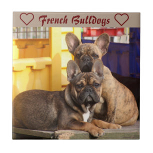 Französische Bulldoggen Friends French Bulldog Fliese