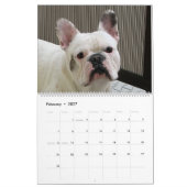 Französische Bulldoggen-Kalender Kalender (Feb 2027)