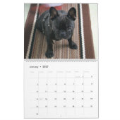 Französische Bulldoggen-Kalender Kalender (Jan 2027)