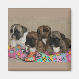 Französische Bulldoggen Kissen French Bulldog Magnet