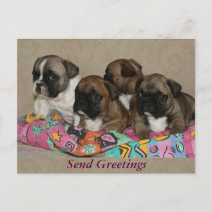 Französische Bulldoggen Kissen French Bulldog Postkarte