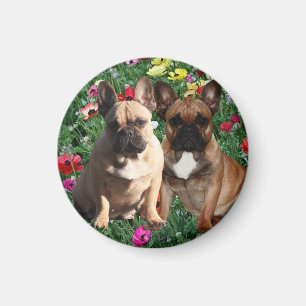 Französische Bulldoggen Magnet
