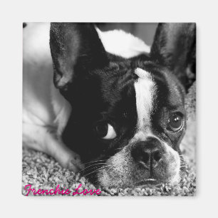 Französische Bulldoggen-Magnet Magnet