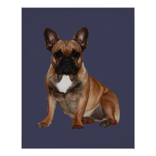 Französische Bulldoggen Poster (Vorderseite)