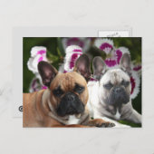 Französische Bulldoggen Postkarte (Vorne/Hinten)