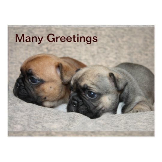 Französische Bulldoggen Postkarte