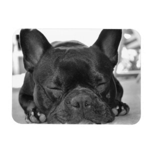 Französische Bulldoggen-Prämien-Magnet Magnet
