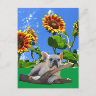 Französische Bulldoggen Sonnenblume French Bulldog Postkarte