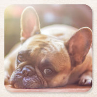 Französische Bulldoggen-Untersetzer
