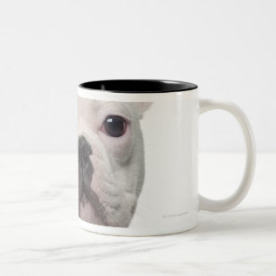 Französische Bulldoggen-Welpe (5 Monate alte) Zweifarbige Tasse