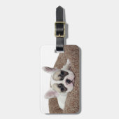 Französische Bulldoggen-Welpe, der in einem Gepäckanhänger (Vorderseite vertikal)