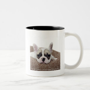 Französische Bulldoggen-Welpe, der in einem Zweifarbige Tasse