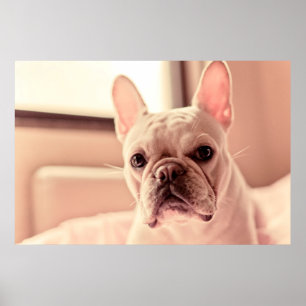 Französische Bulldoggen-Welpe Poster