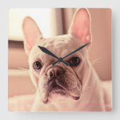 Französische Bulldoggen-Welpe Quadratische Wanduhr (Vorderseite)