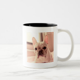 Französische Bulldoggen-Welpe Zweifarbige Tasse
