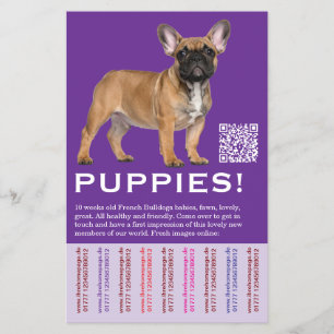 Französische Bulldoggen Welpen verkaufen Flyer
