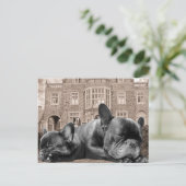 Französische Bulldogs Postkarte (Stehend Vorderseite)