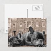 Französische Bulldogs Postkarte (Vorne/Hinten)