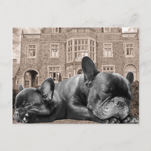 Französische Bulldogs Postkarte (Vorderseite)