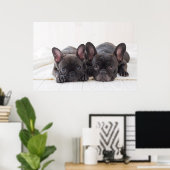 Französische Bullhunde schnurrten auf der Decke Poster (Heimbüro)